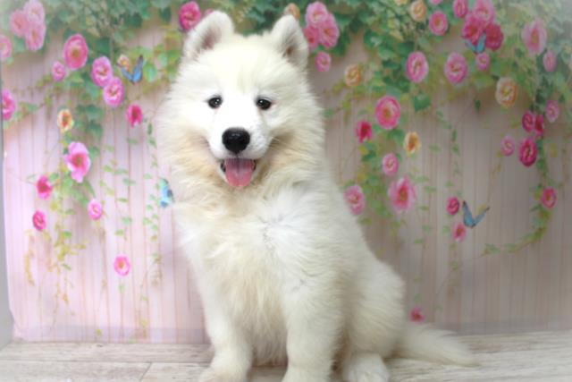北海道のサモエド (Coo&RIKU函館店/2025年6月5日生まれ/男の子/ホワイト)の子犬の2枚目の画像