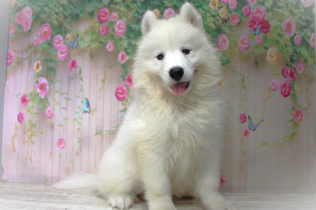 北海道のサモエド (Coo&RIKU函館店/2025年6月5日生まれ/男の子/ホワイト)の子犬の3枚目の画像