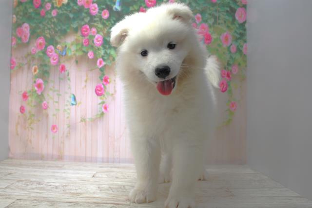 北海道のサモエド (Coo&RIKU札幌東店/2025年6月5日生まれ/男の子/ホワイト)の子犬の1枚目の画像