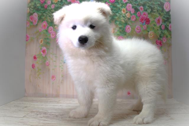 北海道のサモエド (Coo&RIKU札幌東店/2025年6月5日生まれ/男の子/ホワイト)の子犬の2枚目の画像