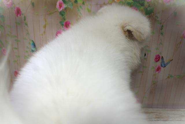 北海道のサモエド (Coo&RIKU札幌東店/2025年6月5日生まれ/男の子/ホワイト)の子犬の4枚目の画像