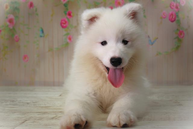 北海道のサモエド (Coo&RIKU札幌西店/2025年6月5日生まれ/男の子/ホワイト)の子犬の1枚目の画像