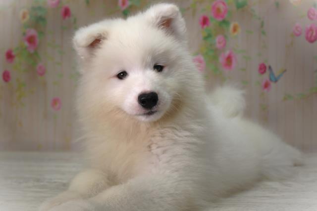 北海道のサモエド (Coo&RIKU札幌西店/2025年6月5日生まれ/男の子/ホワイト)の子犬の2枚目の画像
