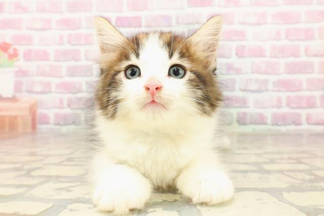 秋田県のノルウェージャンフォレストキャット (Coo&RIKU秋田店/2025年6月6日生まれ/男の子/ブラウンタビーホワイト)の子猫の1枚目の画像