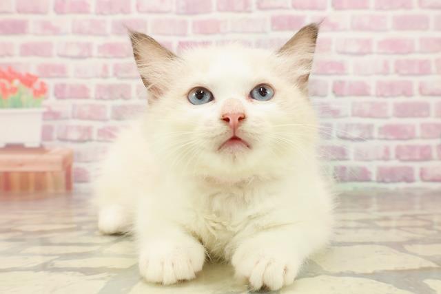 東京都のラグドール (Coo&RIKU武蔵小山店/2025年6月3日生まれ/女の子/シールポイントバイカラー)の子猫の1枚目の画像