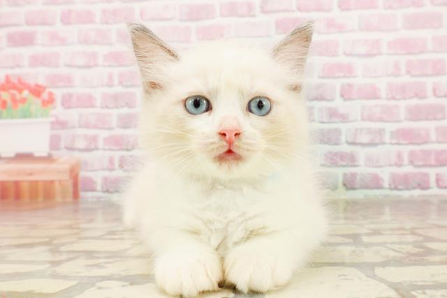 島根県のラグドール (Coo&RIKU出雲店/2025年6月3日生まれ/男の子/ブルーポイントバイカラー)の子猫の1枚目の画像