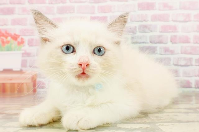 島根県のラグドール (Coo&RIKU出雲店/2025年6月3日生まれ/男の子/ブルーポイントバイカラー)の子猫の2枚目の画像