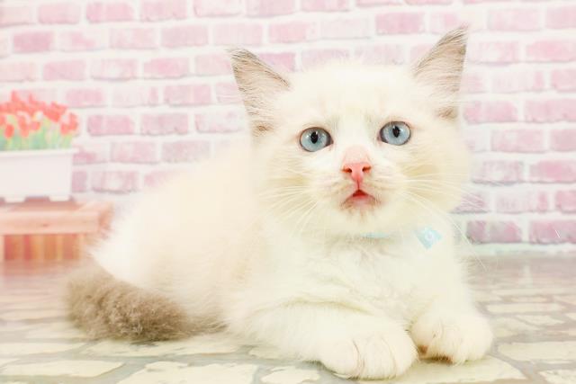 島根県のラグドール (Coo&RIKU出雲店/2025年6月3日生まれ/男の子/ブルーポイントバイカラー)の子猫の3枚目の画像