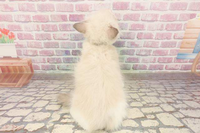 島根県のラグドール (Coo&RIKU出雲店/2025年6月3日生まれ/男の子/ブルーポイントバイカラー)の子猫の4枚目の画像