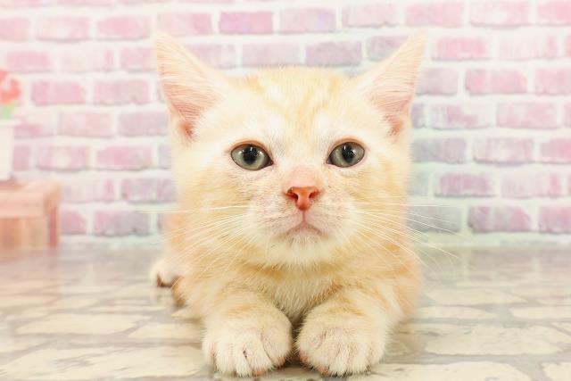 短毛シュシュ(ミントドット)わんちゃん猫ちゃん用 短毛シュシュ(ミントドット)わんちゃん猫ちゃん用