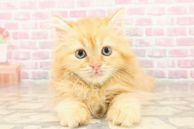 島根県のラガマフィン (Coo&RIKU出雲店/2025年5月26日生まれ/女の子/レッドクラシックタビー)の子猫の1枚目の画像