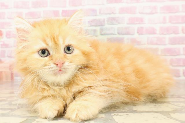 島根県のラガマフィン (Coo&RIKU出雲店/2025年5月26日生まれ/女の子/レッドクラシックタビー)の子猫の2枚目の画像