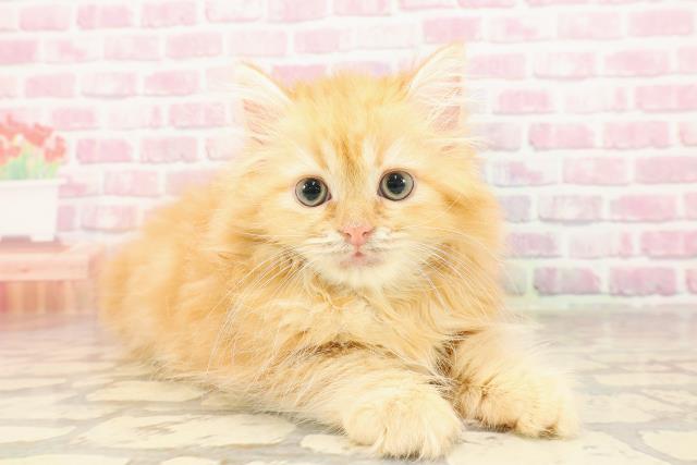 島根県のラガマフィン (Coo&RIKU出雲店/2025年5月26日生まれ/女の子/レッドクラシックタビー)の子猫の3枚目の画像