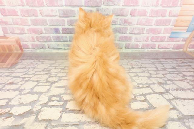 島根県のラガマフィン (Coo&RIKU出雲店/2025年5月26日生まれ/女の子/レッドクラシックタビー)の子猫の4枚目の画像