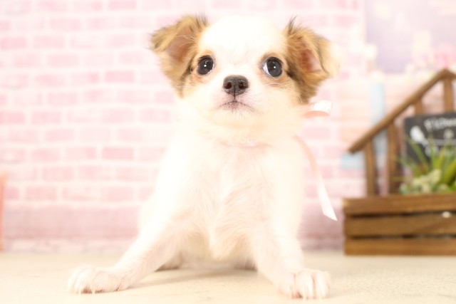広島県のチワワ(ロング) (Coo&RIKU広島北店/2025年6月6日生まれ/女の子/フォーンホワイト)の子犬の1枚目の画像