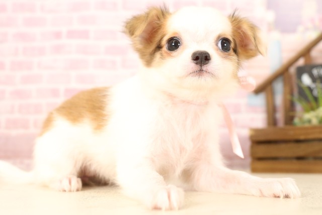 広島県のチワワ(ロング) (Coo&RIKU広島北店/2025年6月6日生まれ/女の子/フォーンホワイト)の子犬の2枚目の画像