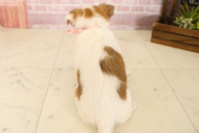 広島県のチワワ(ロング) (Coo&RIKU広島北店/2025年6月6日生まれ/女の子/フォーンホワイト)の子犬の4枚目の画像