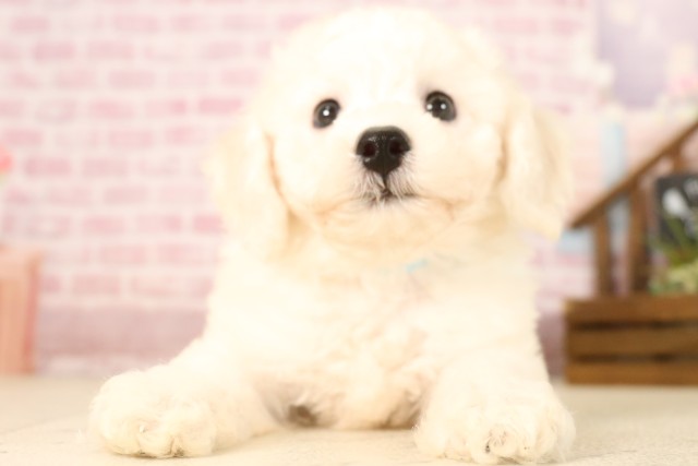 広島県のビションフリーゼ (Coo&RIKU福山店/2025年6月7日生まれ/男の子/ホワイト)の子犬の1枚目の画像