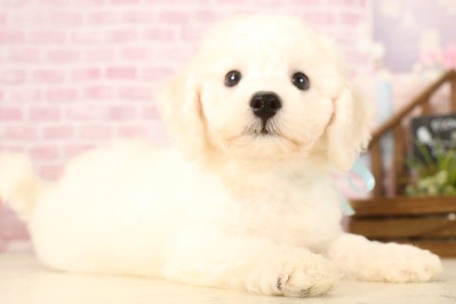 広島県のビションフリーゼ (Coo&RIKU福山店/2025年6月7日生まれ/男の子/ホワイト)の子犬の2枚目の画像