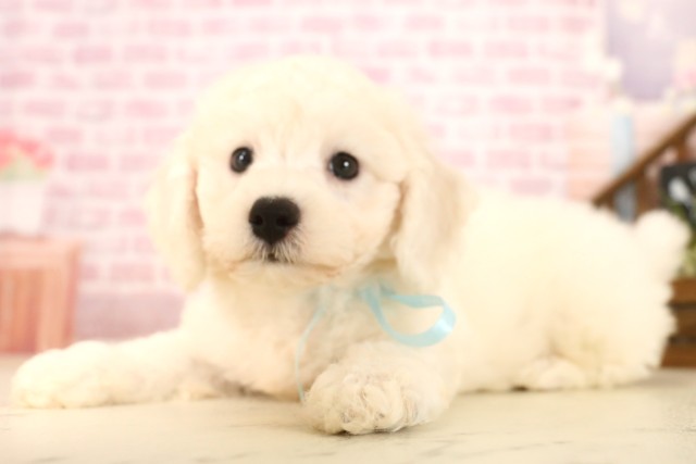 広島県のビションフリーゼ (Coo&RIKU福山店/2025年6月7日生まれ/男の子/ホワイト)の子犬の3枚目の画像