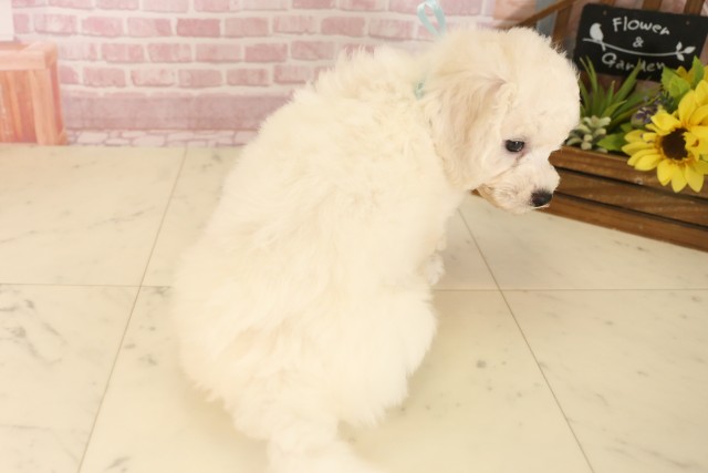 広島県のビションフリーゼ (Coo&RIKU福山店/2025年6月7日生まれ/男の子/ホワイト)の子犬の4枚目の画像