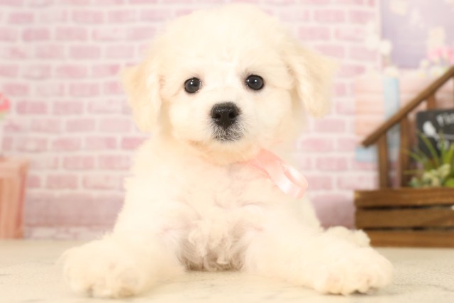 高知県のビションフリーゼ (Coo&RIKUのいち店/2025年6月7日生まれ/女の子/ホワイト)の子犬の1枚目の画像