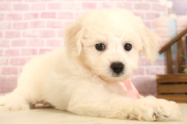 高知県のビションフリーゼ (Coo&RIKUのいち店/2025年6月7日生まれ/女の子/ホワイト)の子犬の2枚目の画像