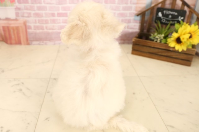 高知県のビションフリーゼ (Coo&RIKUのいち店/2025年6月7日生まれ/女の子/ホワイト)の子犬の4枚目の画像
