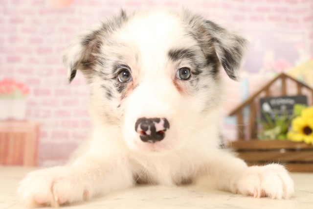 福岡県のボーダーコリー (Coo&RIKU福岡東店/2025年6月7日生まれ/男の子/ブルーマール)の子犬の1枚目の画像