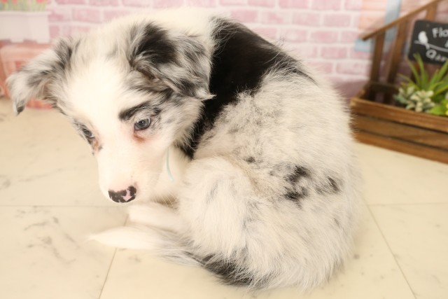 福岡県のボーダーコリー (Coo&RIKU福岡東店/2025年6月7日生まれ/男の子/ブルーマール)の子犬の4枚目の画像