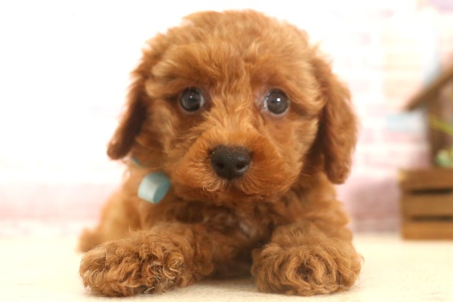 岡山県のトイプードル(トイ) (Coo&RIKU岡山店/2025年6月8日生まれ/男の子/レッドフォーンホワイト)の子犬の1枚目の画像