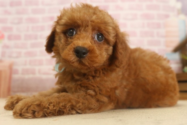岡山県のトイプードル(トイ) (Coo&RIKU岡山店/2025年6月8日生まれ/男の子/レッドフォーンホワイト)の子犬の2枚目の画像