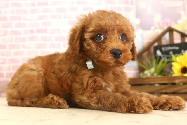 岡山県のトイプードル(トイ) (Coo&RIKU岡山店/2025年6月8日生まれ/男の子/レッドフォーンホワイト)の子犬の3枚目の画像