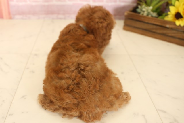 岡山県のトイプードル(トイ) (Coo&RIKU岡山店/2025年6月8日生まれ/男の子/レッドフォーンホワイト)の子犬の4枚目の画像