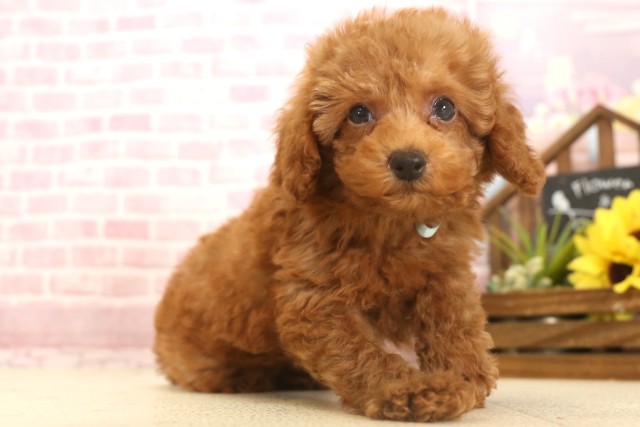 徳島県のトイプードル(トイ) (Coo&RIKU徳島店/2025年6月8日生まれ/男の子/レッドフォーン)の子犬の2枚目の画像