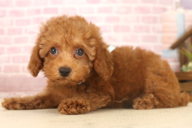 徳島県のトイプードル(トイ) (Coo&RIKU徳島店/2025年6月8日生まれ/男の子/レッドフォーン)の子犬の3枚目の画像