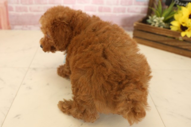 徳島県のトイプードル(トイ) (Coo&RIKU徳島店/2025年6月8日生まれ/男の子/レッドフォーン)の子犬の4枚目の画像