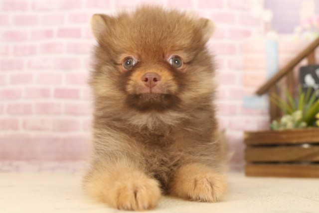 岡山県のポメラニアン (Coo&RIKU岡山店/2025年6月8日生まれ/男の子/チョコレートタン)の子犬