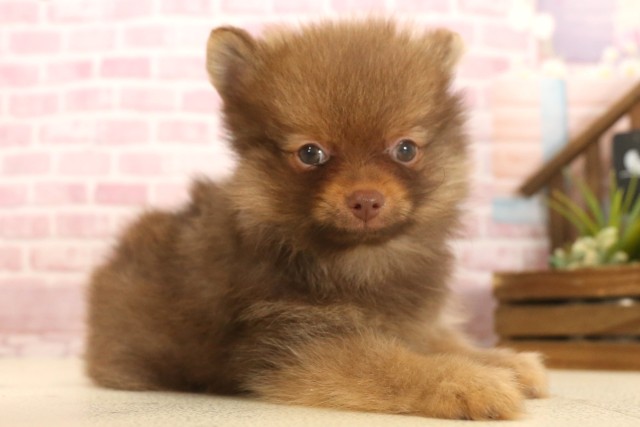 岡山県のポメラニアン (Coo&RIKU岡山店/2025年6月8日生まれ/男の子/チョコレートタン)の子犬の2枚目の画像
