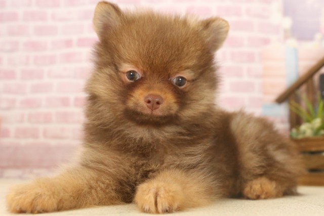 岡山県のポメラニアン (Coo&RIKU岡山店/2025年6月8日生まれ/男の子/チョコレートタン)の子犬の3枚目の画像