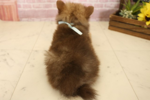 岡山県のポメラニアン (Coo&RIKU岡山店/2025年6月8日生まれ/男の子/チョコレートタン)の子犬の4枚目の画像