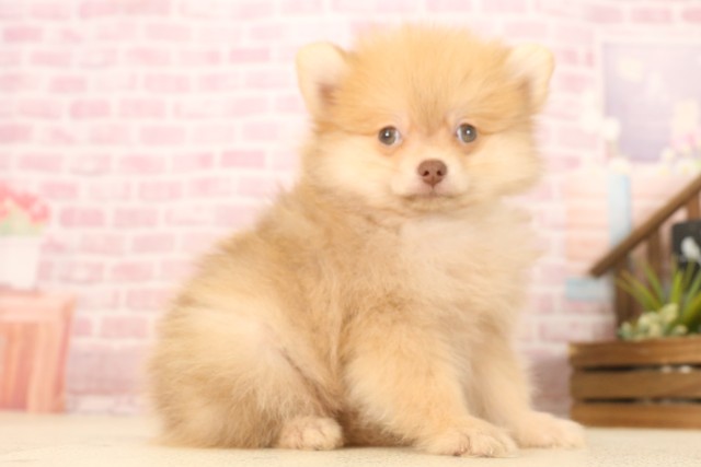 鳥取県のポメラニアン (Coo&RIKUラ・ムー鳥取東店/2025年6月8日生まれ/男の子/ビーバー)の子犬の2枚目の画像