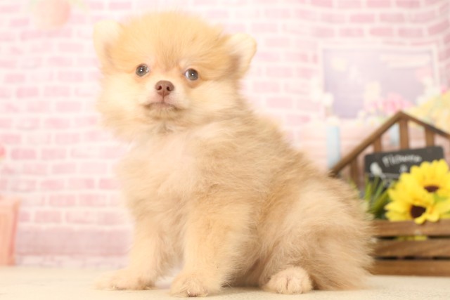 鳥取県のポメラニアン (Coo&RIKUラ・ムー鳥取東店/2025年6月8日生まれ/男の子/ビーバー)の子犬の3枚目の画像