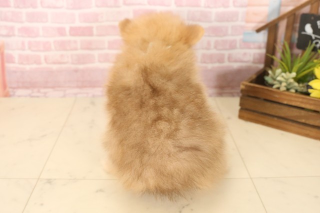 鳥取県のポメラニアン (Coo&RIKUラ・ムー鳥取東店/2025年6月8日生まれ/男の子/ビーバー)の子犬の4枚目の画像
