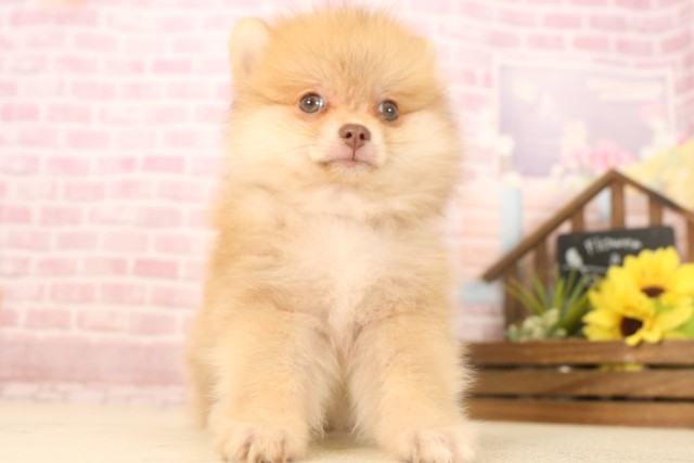 広島県のポメラニアン (Coo&RIKU広島北店/2025年6月8日生まれ/男の子/ビーバー)の子犬の1枚目の画像