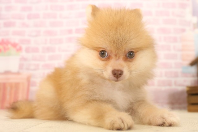 広島県のポメラニアン (Coo&RIKU広島北店/2025年6月8日生まれ/男の子/ビーバー)の子犬の2枚目の画像