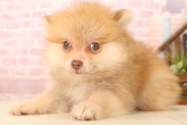 広島県のポメラニアン (Coo&RIKU広島北店/2025年6月8日生まれ/男の子/ビーバー)の子犬の3枚目の画像