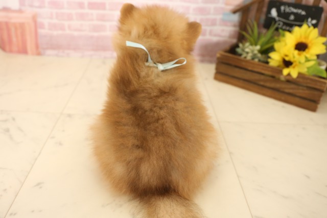 広島県のポメラニアン (Coo&RIKU広島北店/2025年6月8日生まれ/男の子/ビーバー)の子犬の4枚目の画像