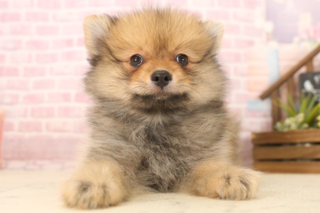 広島県のポメラニアン (Coo&RIKU東広島店/2025年6月8日生まれ/男の子/オレンジセーブル)の子犬