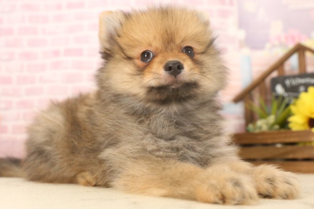 広島県のポメラニアン (Coo&RIKU東広島店/2025年6月8日生まれ/男の子/オレンジセーブル)の子犬の2枚目の画像